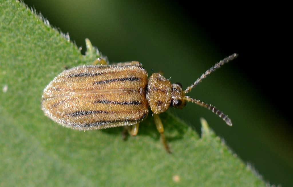Ophraella communa Le Sage, Chrysomelidae